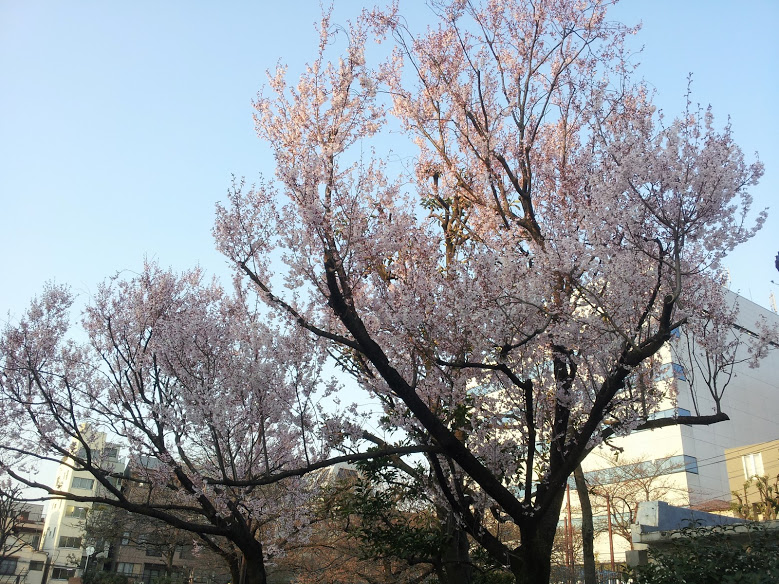 日暮里南公園の桜